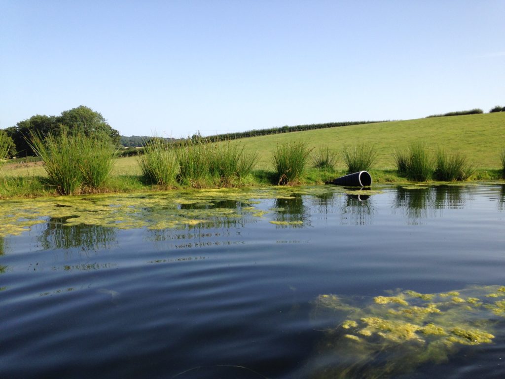 A summer's day on the lake