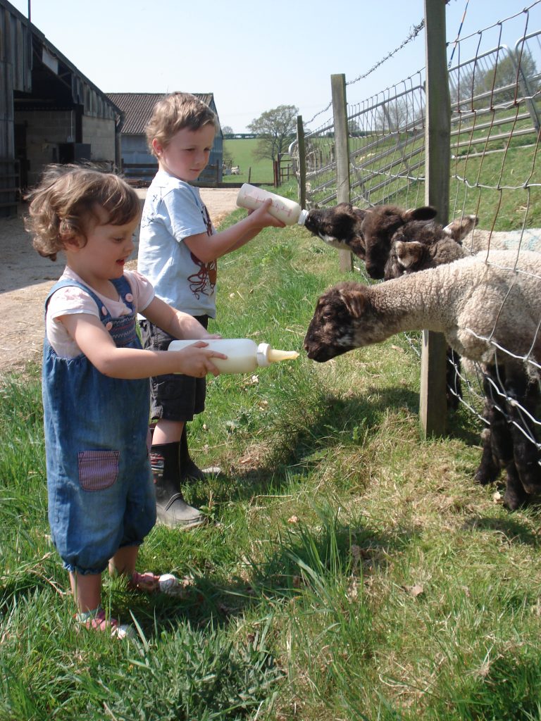 Bottle-feeding lambs for film or photo shoots