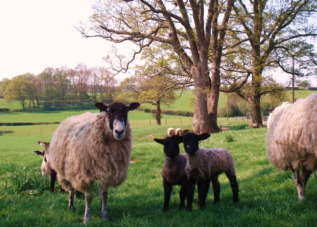 Lambing time for film or photo shoots