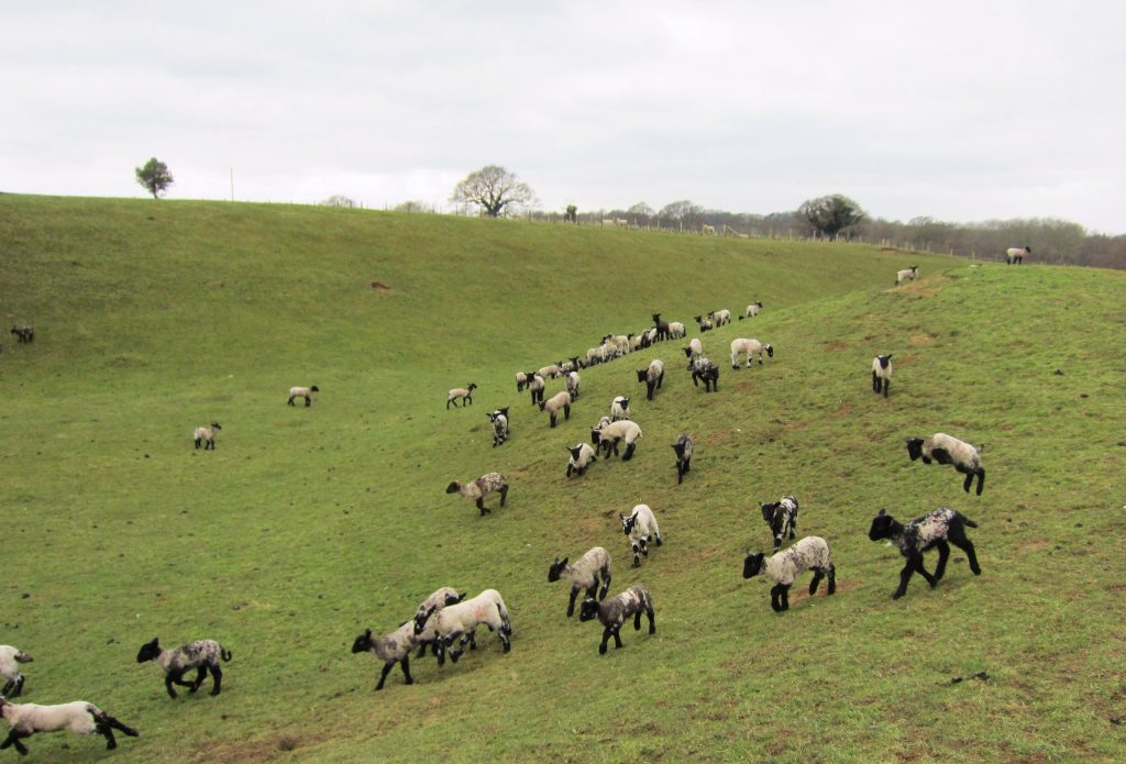 Lambs on film set on farm location in Sussex