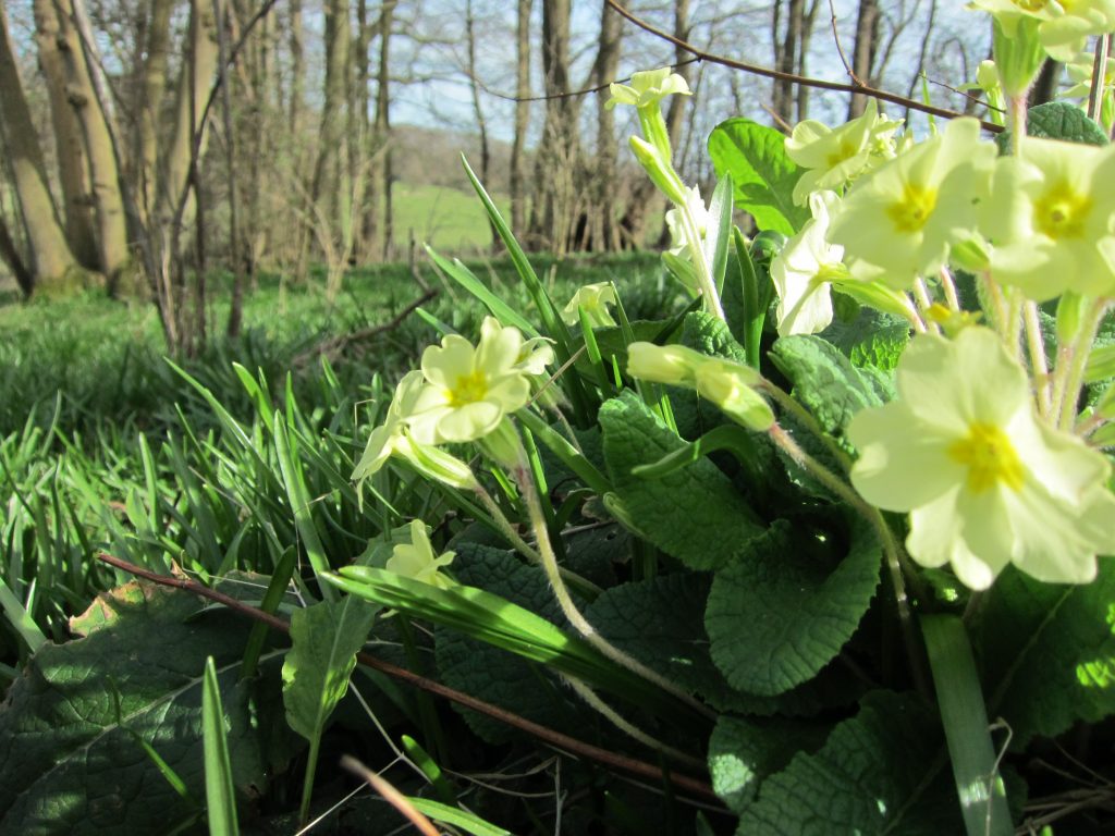 Shoot location in the woods, Brede valley, Sussex