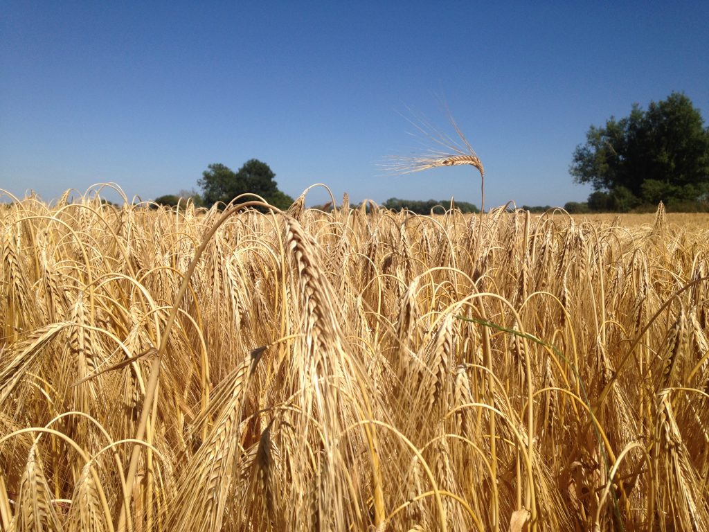 Barley field