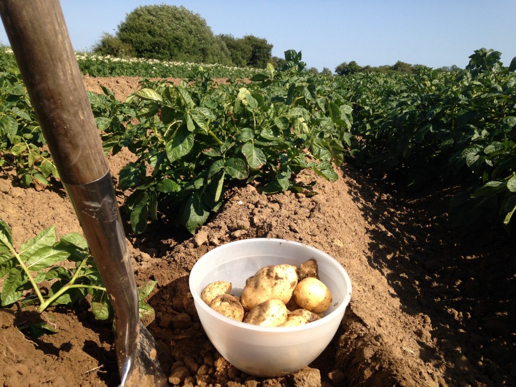 New potatoes - Whitehall Farm 