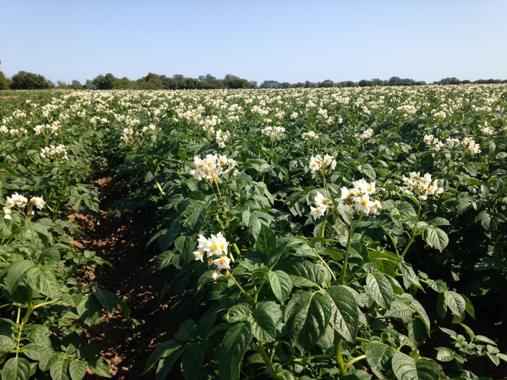 Potatoes in flower - Whitehall Farm 