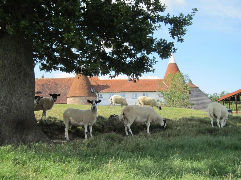 Summer Oast sheep - Hare Farm 