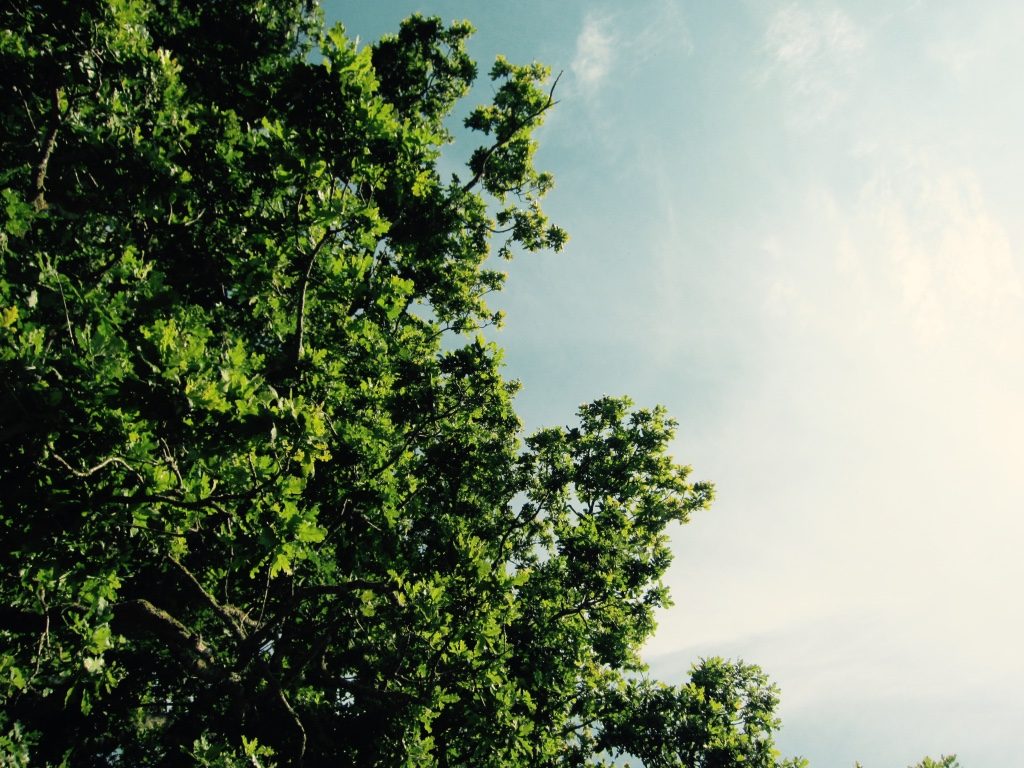 Summer canopy - Hare Farm 