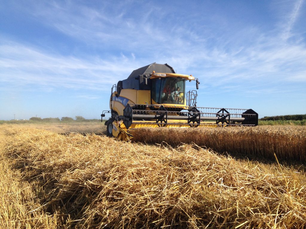 Wheat harvest - Forty Acre Farm