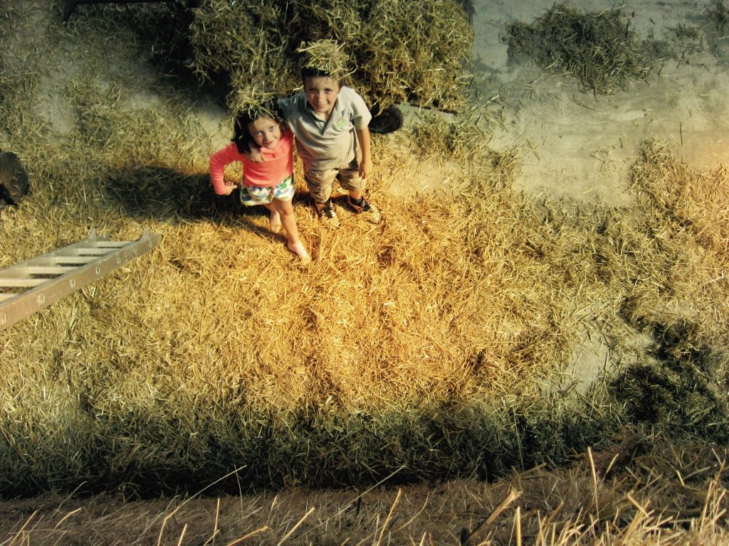 Aerial view of straw kids - Hare Farm 