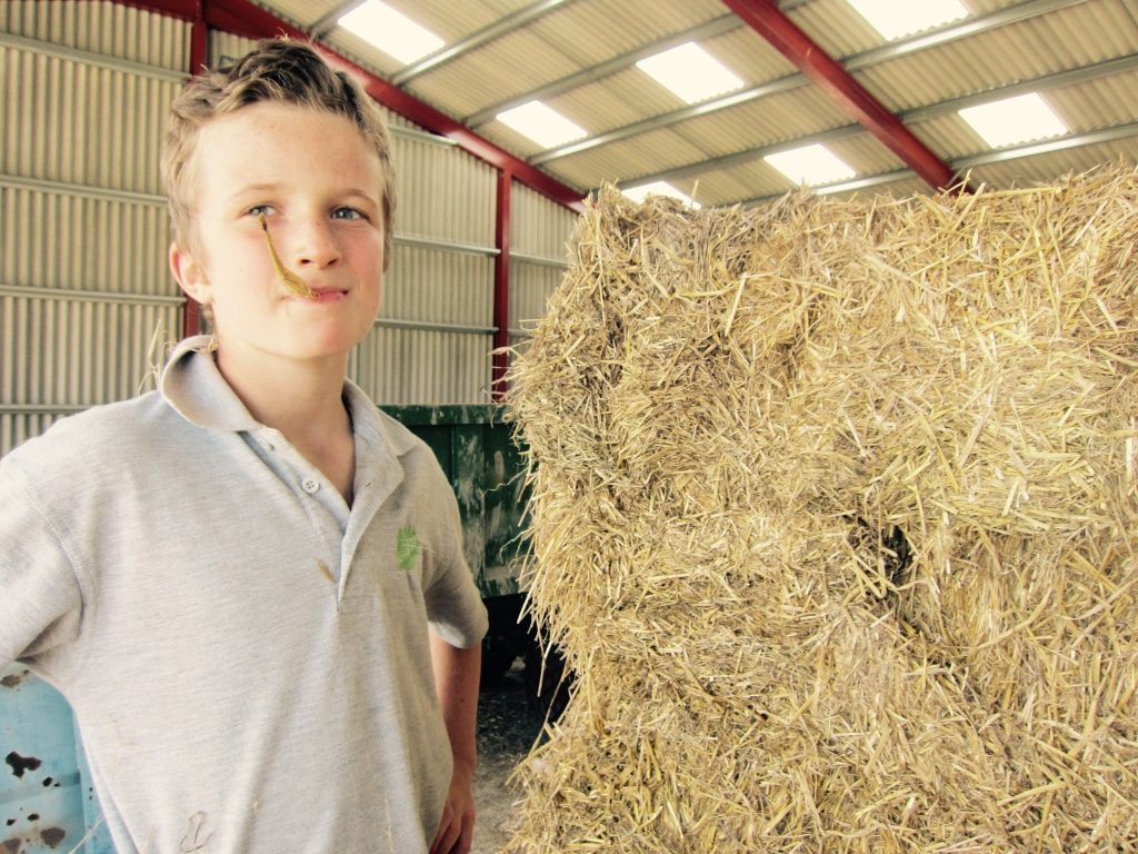 Straw in mouth - Hare Farm 