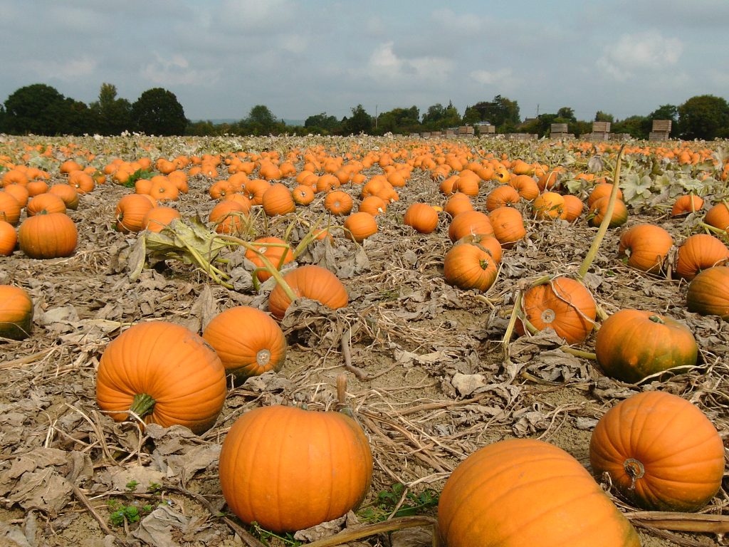 Pumpkin field Ashford Kent