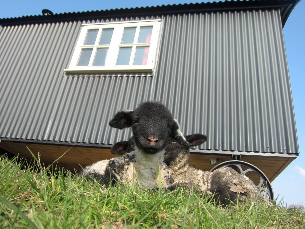 lambs by the shepherd's hut