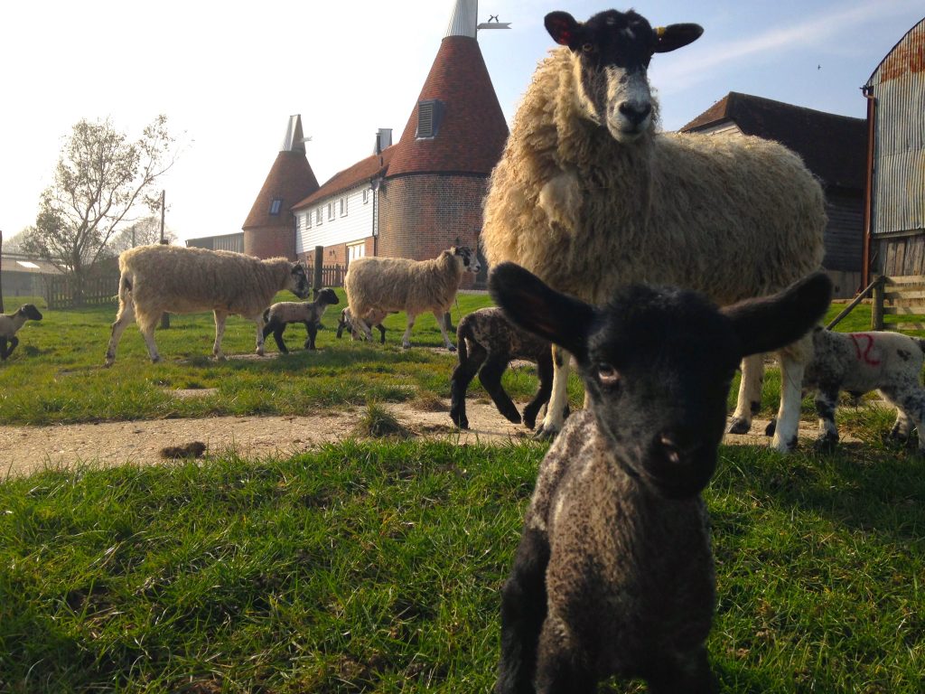 The last house at Hare Farm at lambing time 