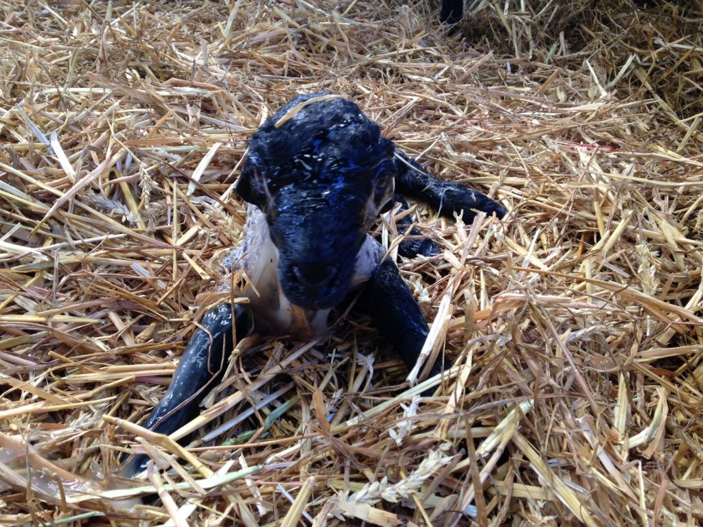 newborn lamb at Hare Farm, Sussex