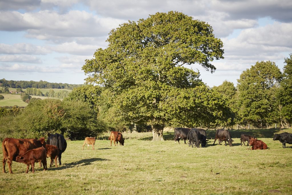 Sussex cattle on location at Lidham Hill Farm