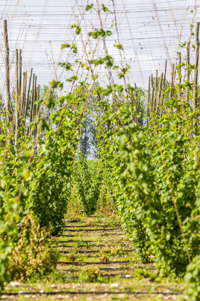 Hop garden - Austin Farm