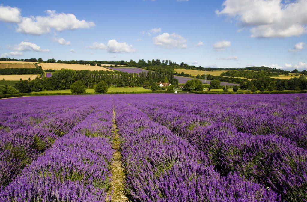 Lavender fields in Summer - Austin Farm