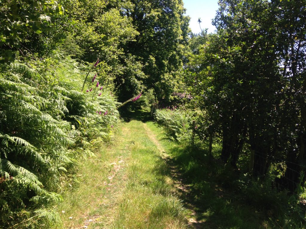 Hay Meadow Farm woodland track