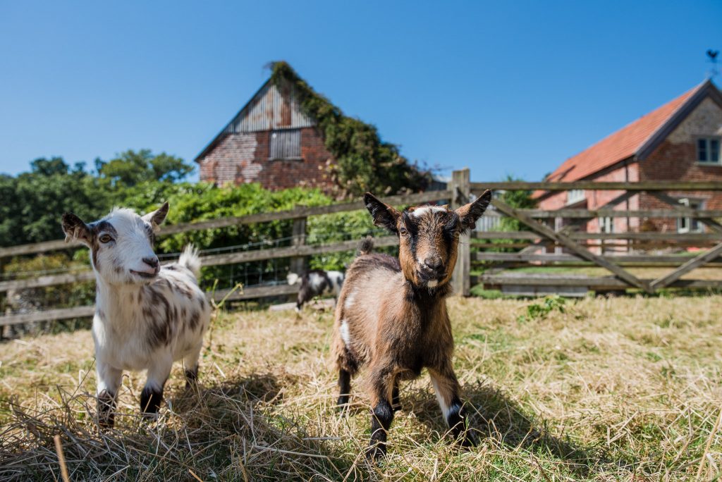 Hay Meadow Farm goats