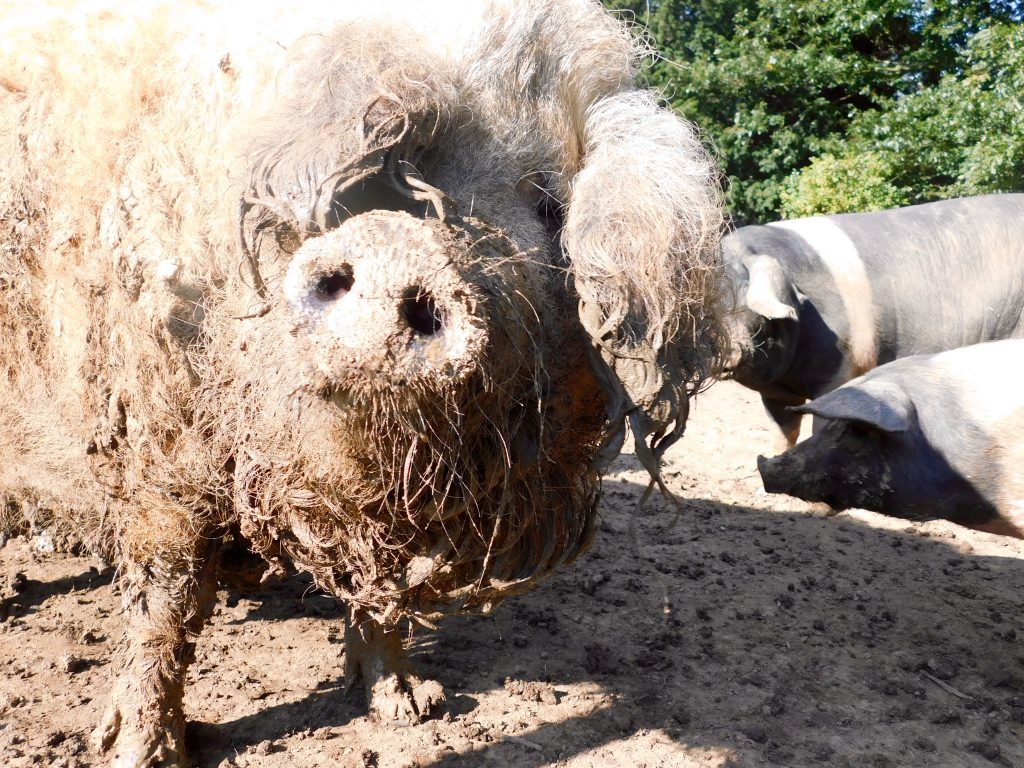 Crossways Farm Mangalitsa pig called Audrey 2