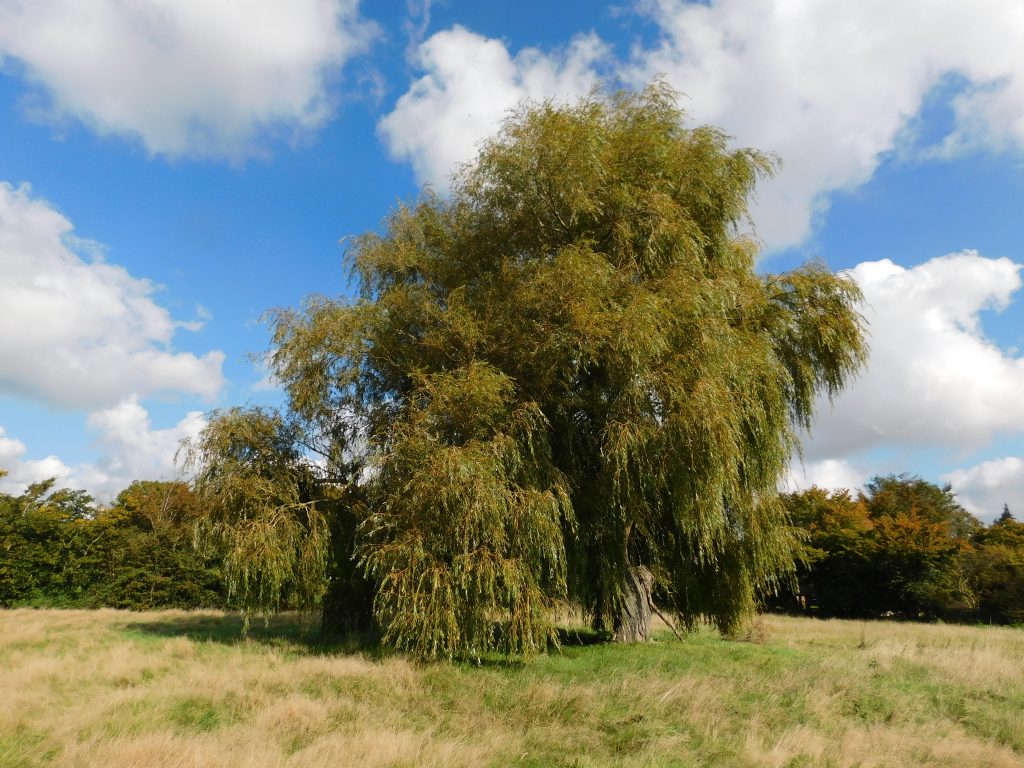 Humphries Farm weeping willow